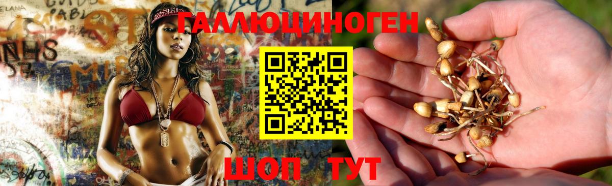 Псилоцибиновые грибы Psilocybe Октябрьский